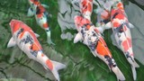 Sự thật ít người biết về cá Koi - quốc ngư của Nhật Bản