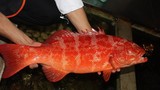 Sự thật ít người biết về hải sản quý hiếm cá mú đỏ