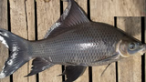 Những điều ít người biết về cá ét mọi, phổ biến ở ĐBSCL