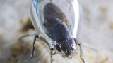 Sự thật về loài ruồi có thể sống dưới nước có kiềm cao