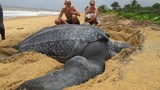 Bật mí thú vị về loài rùa lớn nhất họ nhà rùa