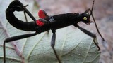 Khám phá thú vị loài bọ que cực hiếm, chỉ có ở Peru