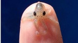 Điều ít người biết về loài bạch tuộc “tí hon” nhất thế giới