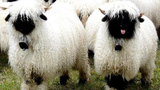 Loài cừu kỳ lạ có gương mặt “u tối”, được xem là “di sản“