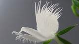 Độc đáo loài hoa đẹp, như cò trắng tung bay