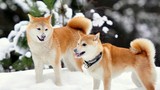 Điều bất ngờ về giống chó được xem là quốc khuyển Nhật Bản