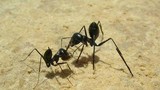 Loài kiến thông minh, hệ thần kinh số một, lạ nhất sa mạc 