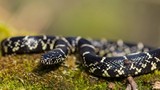 Huyền bí vẻ đẹp loài rắn được nhiều người nuôi làm cảnh 