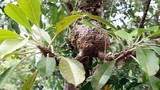 Sự thật "choáng" về cây bí kỳ nam có ở Việt Nam