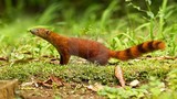 Độc đáo loài cầy có đuôi lạ không tưởng, "khoái" ăn rắn kịch độc