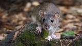 Sự thực bất ngờ về loài chuột cống, “đặc sản” ở Việt Nam