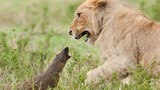 Kết quả bất ngờ cuộc chiến lì lợm giữa cầy mangut và bầy sư tử
