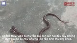 Video: Cận cảnh con rắn hai đầu siêu hiếm trong tự nhiên