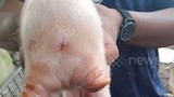 Video: Lợn lạ lùng 2 đầu, 3 mắt được đặt tên "Co-pig"