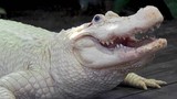 Cá sấu hoả tiễn không “góp mặt” top cá sấu hiếm nhất thế giới