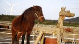 Điều ít biết về loài ngựa lùn đảo Jeju siêu lười nổi tiếng... "mê gái"