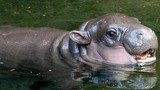 "Cute" lạc lối chú hà mã nấm lùn vừa chào đời tại vườn thú Sydney 