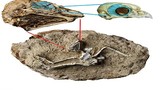 Bất ngờ tìm thấy hóa thạch triệu năm của loài cú đã tuyệt chủng