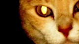 Giải mã thú vị: Tại sao mắt của mèo lại phát sáng trong đêm? 