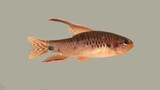 Tận mục hai loài cá mới được phát hiện ở Brazil: Kiệt tác vô giá? 