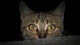 Giải mã thú vị: Mèo thực sự có thể nhìn thấy trong bóng tối?