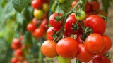 Top 12 loại thực phẩm giúp tăng sức đề kháng mùa thu
