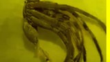 Video: Rùng mình trước “quái vật” khổng lồ 16 chân lông lá