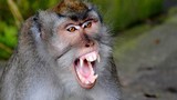 Kinh hoàng bé gái 14 tháng tuổi bị khỉ cắn nguy kịch