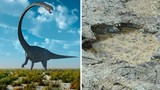 Tận mắt nhìn dấu chân khủng long ăn thịt sống cách đây 120 triệu năm