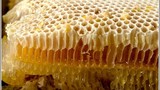 Khám phá công dụng chữa "bách bệnh" của sáp ong