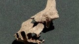 Nóng: Tìm thấy hoá thạch người tiền sử cổ xưa nhất ở châu Âu