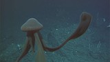 Phát hiện loài sứa ma ngoài khơi Nam Cực, hệt người ngoài hành tinh