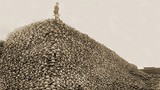 Cuộc tàn sát hàng triệu bò rừng Bison thảm khốc hơn 100 năm trước
