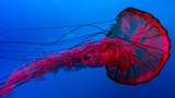 Kinh ngạc 10 sinh vật kỳ lạ được tìm thấy dưới đáy biển sâu