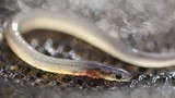 Bí ẩn loài lươn được ví như “vàng trắng”, đại gia ráo riết săn 