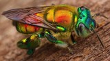 Lạ lùng loài ong “màu mè” nhất hành tinh nhưng không biết làm mật