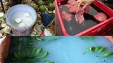 Cảnh tẩm hóa chất rợn người của thực phẩm Việt
