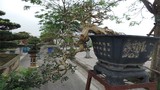 Siêu cây nguyệt quế 800 triệu của đại gia Thanh Hóa