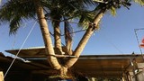 Chuyện lạ cây dừa ba ngọn giá 1 triệu USD không bán