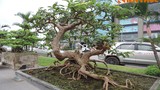 Ngắm bonsai ổi dáng thế siêu đẹp 