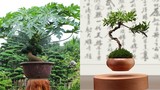 Những kiểu bonsai độc lạ làm nóng thị trường Tết 2017