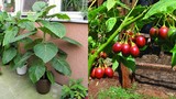 Cách trồng cà chua thân gỗ giá chát đang sốt xình xịch