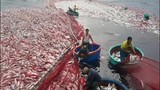 Cận cảnh mẻ cá bè kỷ lục 160 tấn của ngư dân Quảng Trị 