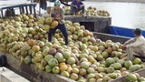 Hình ảnh choáng ngợp thủ phủ dừa lớn nhất nước  