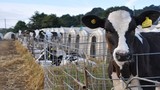 Hình ảnh gây sốc trong trại bò sữa lớn nhất Dorset
