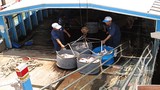 Giảm 8.000 đồng/kg, người nuôi khổ sở bắt cá... nhịn ăn