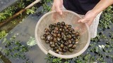 “Đột nhập” những trang trại nuôi ốc bươu đen "hốt" trăm triệu