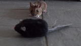 Cười lăn khi chuột cũng bị lừa tình