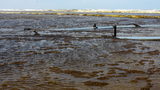 Nước biển khu Dung Quất có màu cà phê: Nồng độ pH vượt mức cho phép