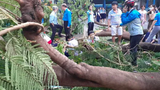 Hà Nội rà soát, “thăm khám” và xử lý những cây xanh trong các trường học